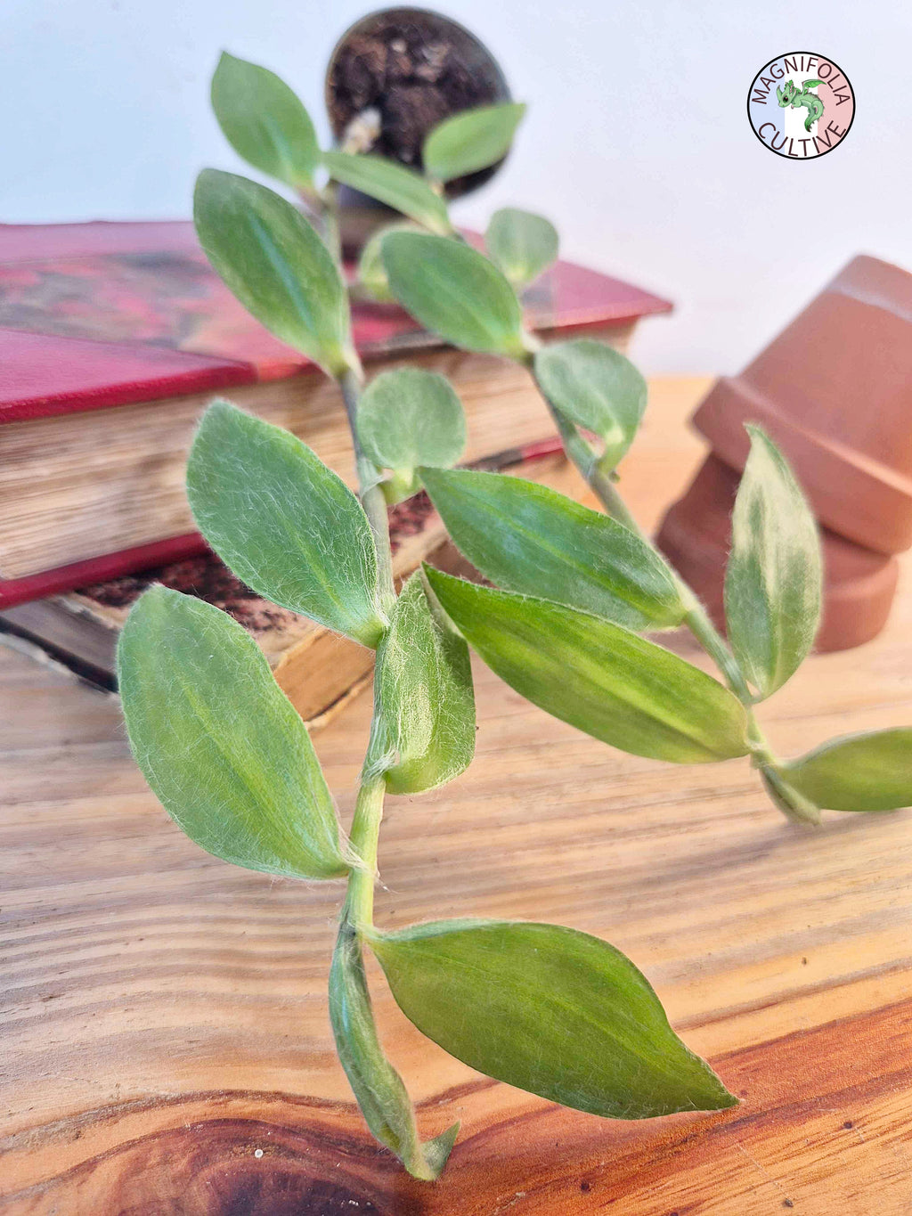 Tradescantia zebrina var. flocculosa
