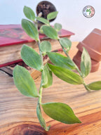Tradescantia zebrina var. flocculosa