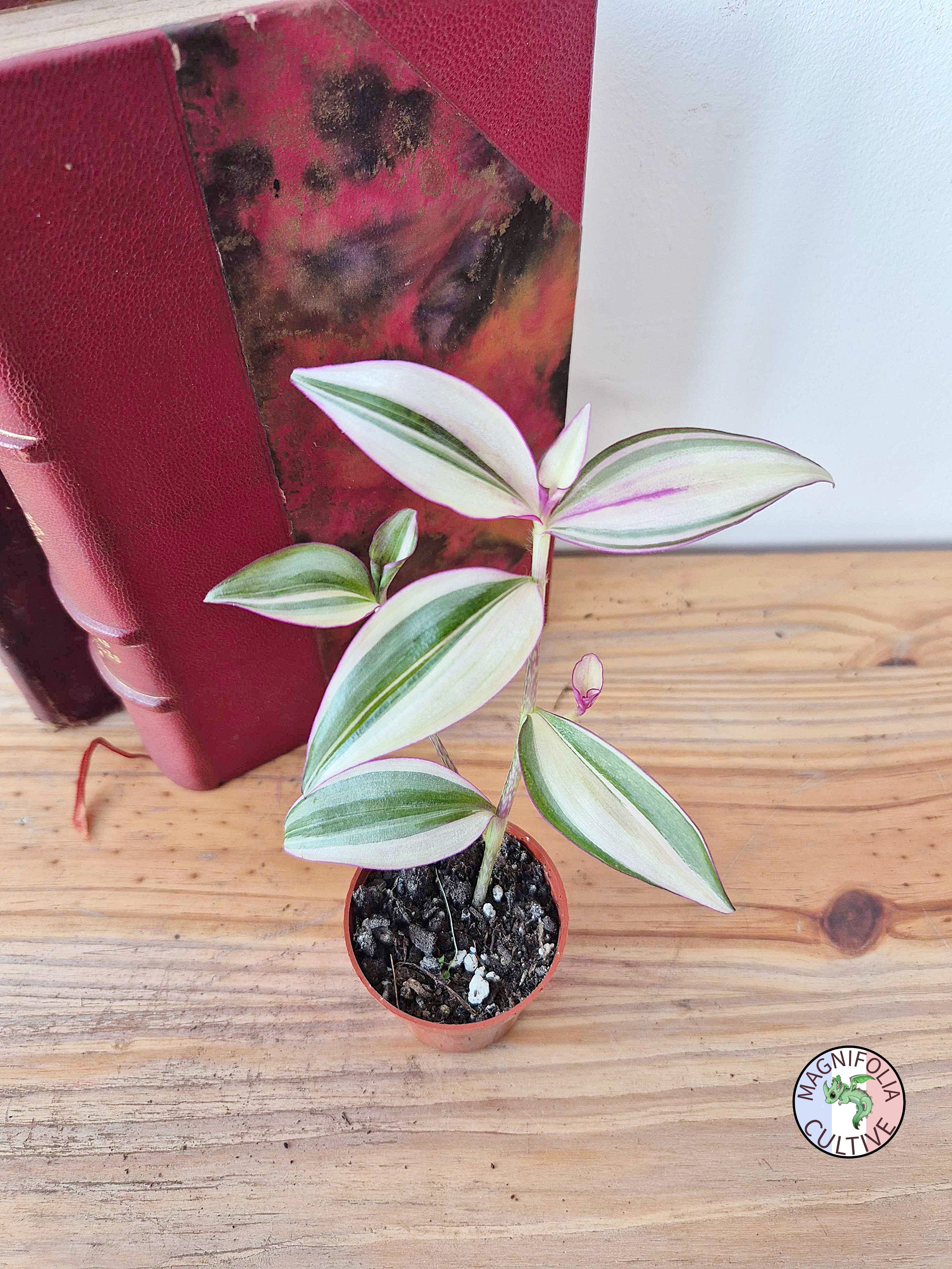 Tradescantia zebrina 'Quadricolor'