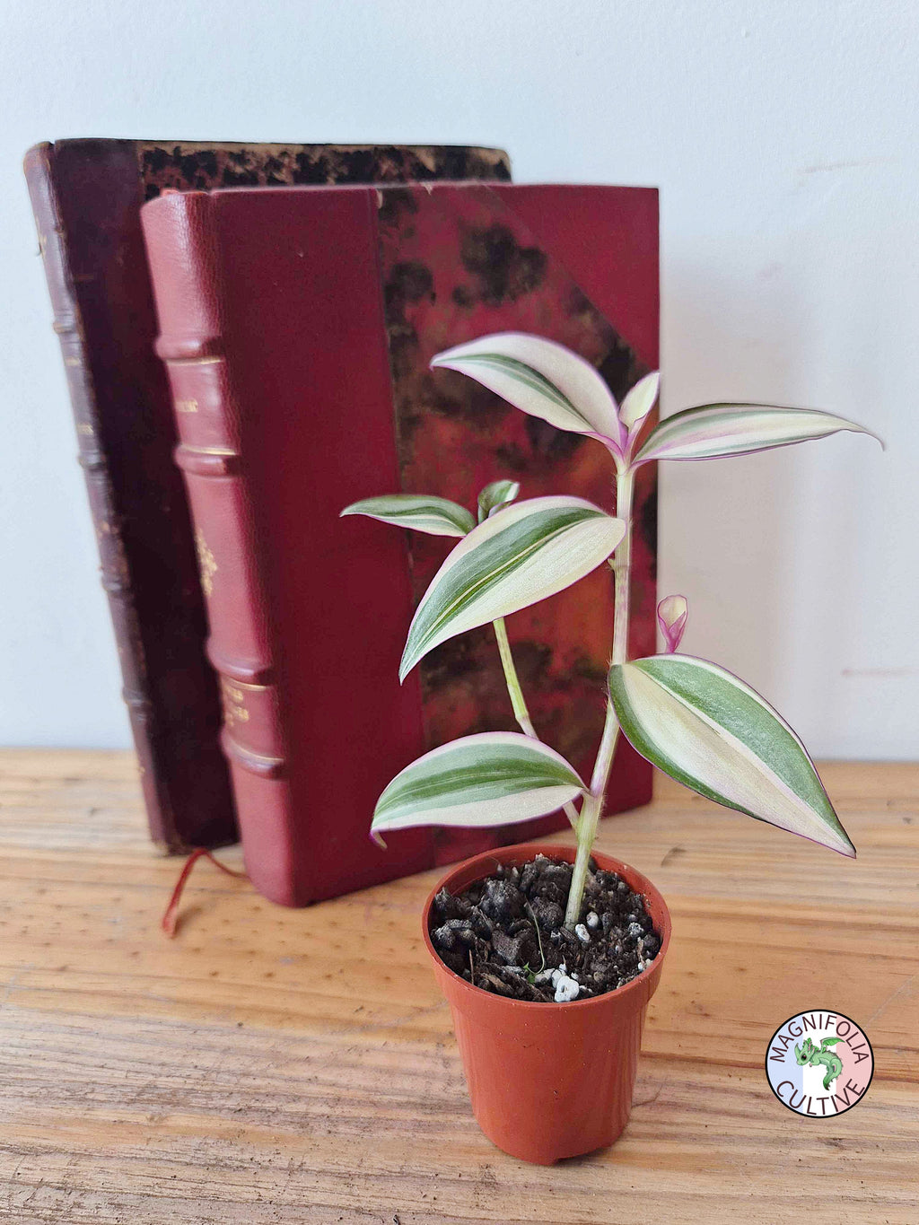 Tradescantia zebrina 'Quadricolor'