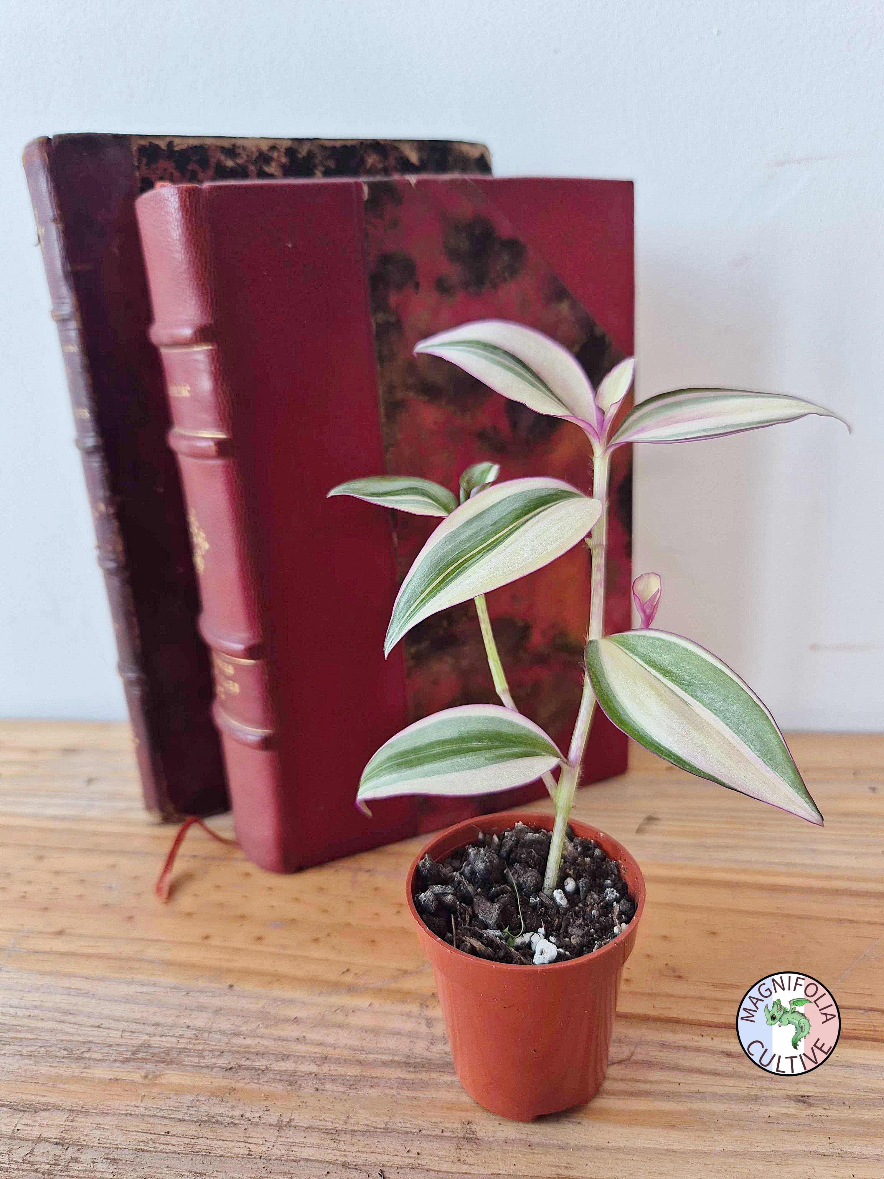 Tradescantia zebrina 'Quadricolor'