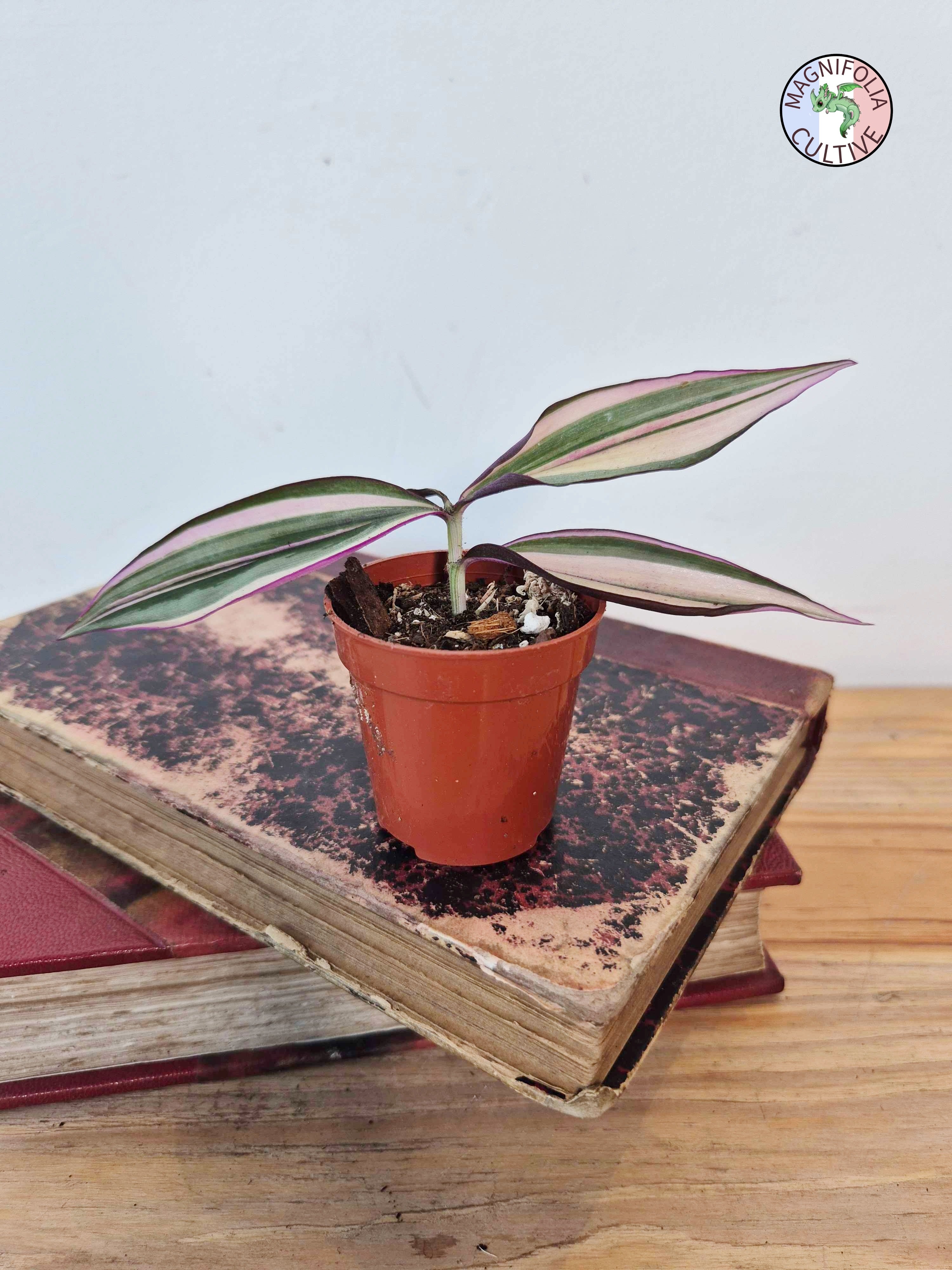 Tradescantia zebrina 'Quadricolor'
