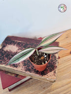 Tradescantia zebrina 'Quadricolor'