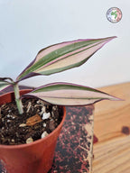 Tradescantia zebrina 'Quadricolor'