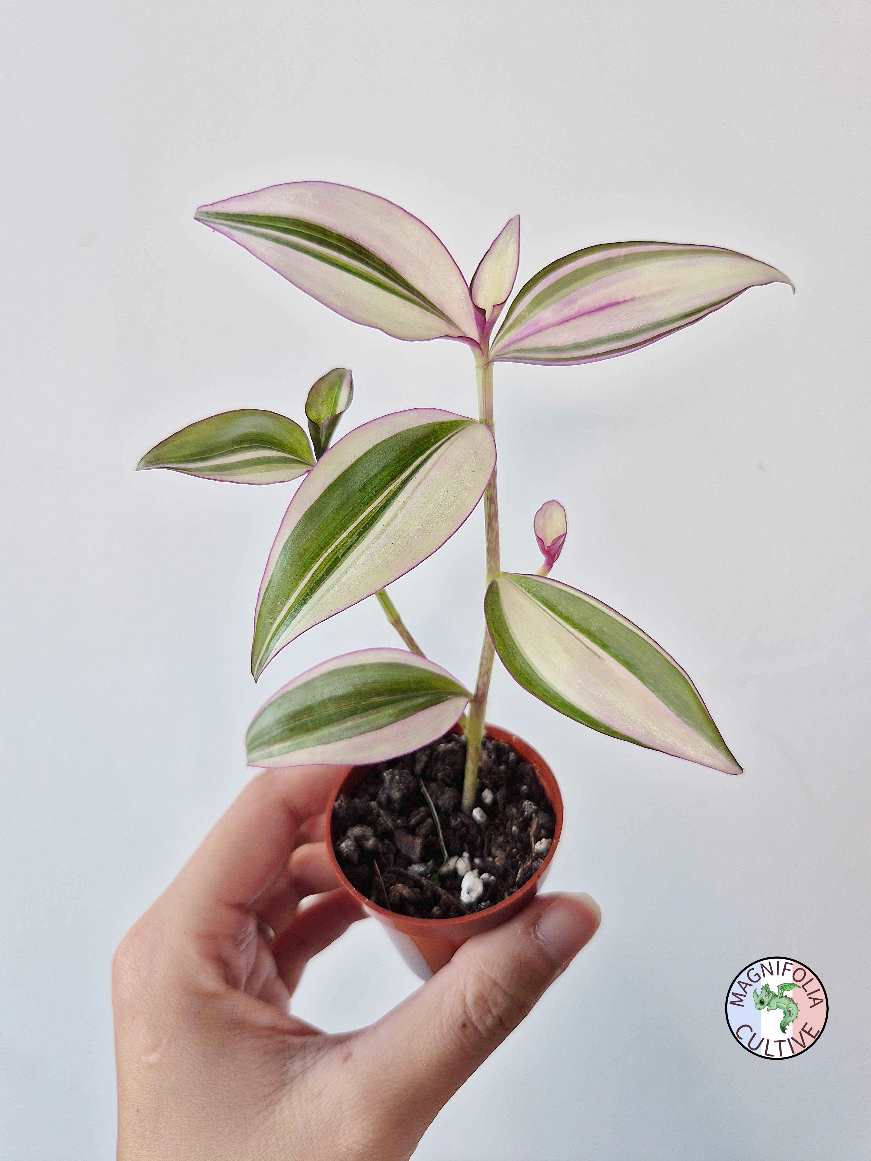 Tradescantia zebrina 'Quadricolor'