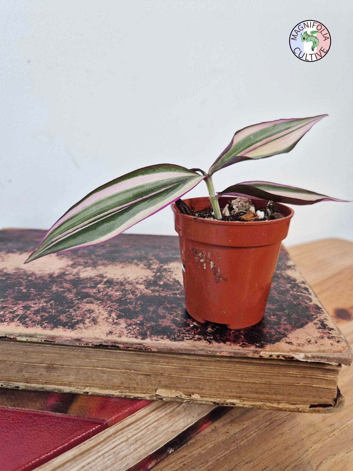 Tradescantia zebrina 'Quadricolor'