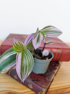 Tradescantia cerinthoides 'Nanouk'