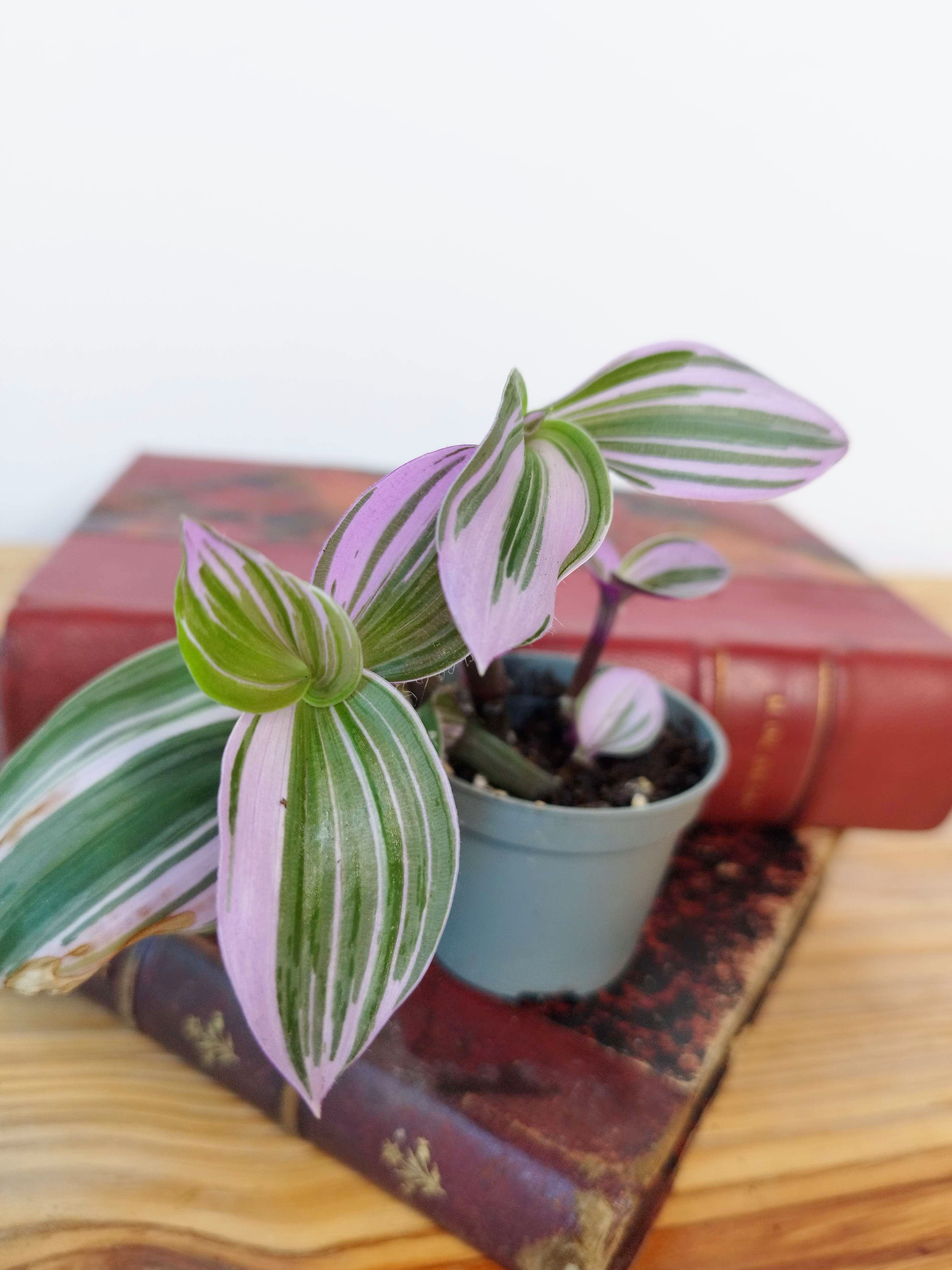 Tradescantia cerinthoides 'Nanouk'