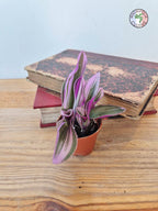 Tradescantia cerinthoides 'Nanouk'