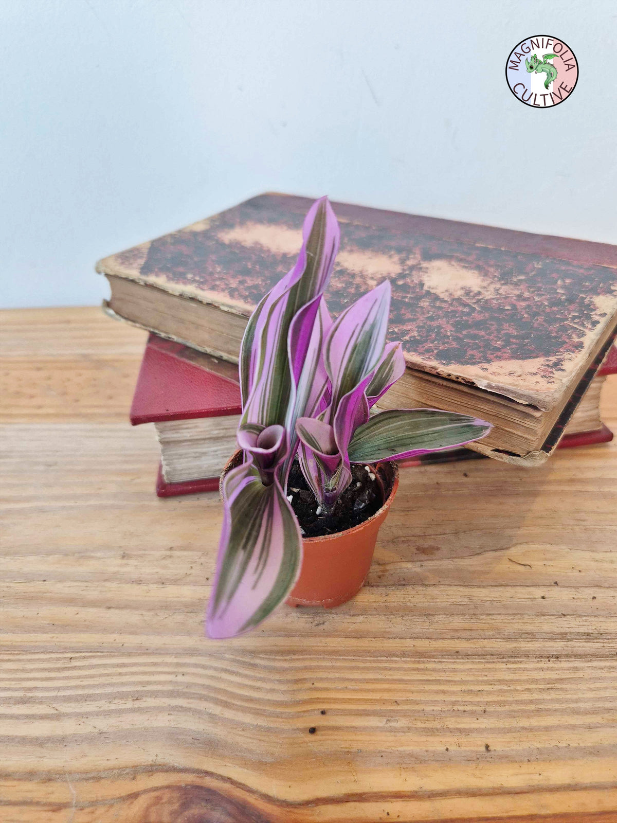 Tradescantia cerinthoides 'Nanouk'