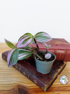 Tradescantia cerinthoides 'Nanouk'