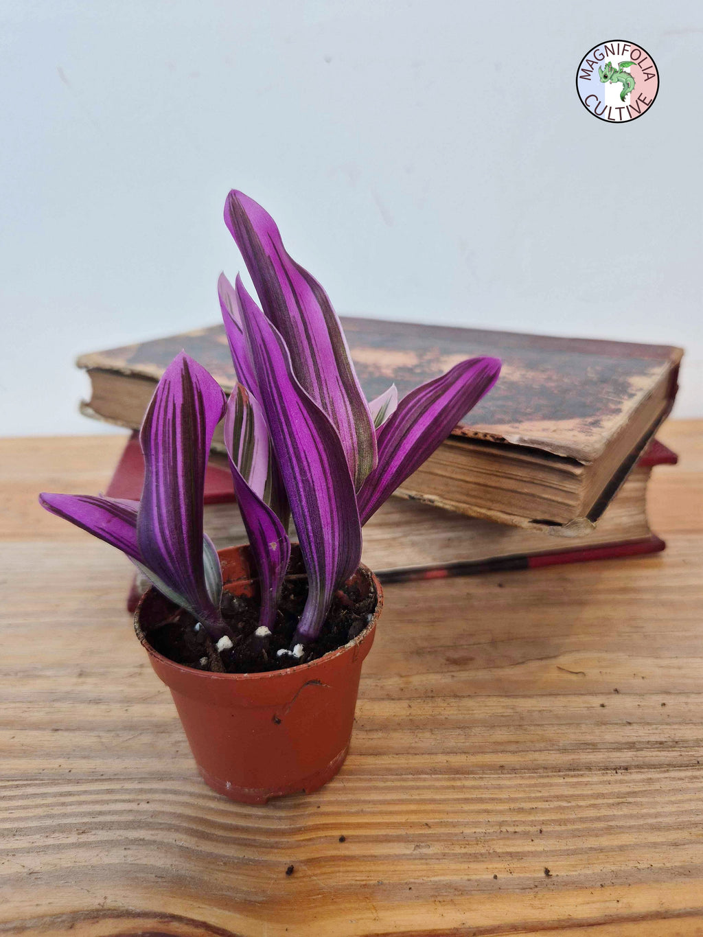 Tradescantia cerinthoides 'Nanouk'