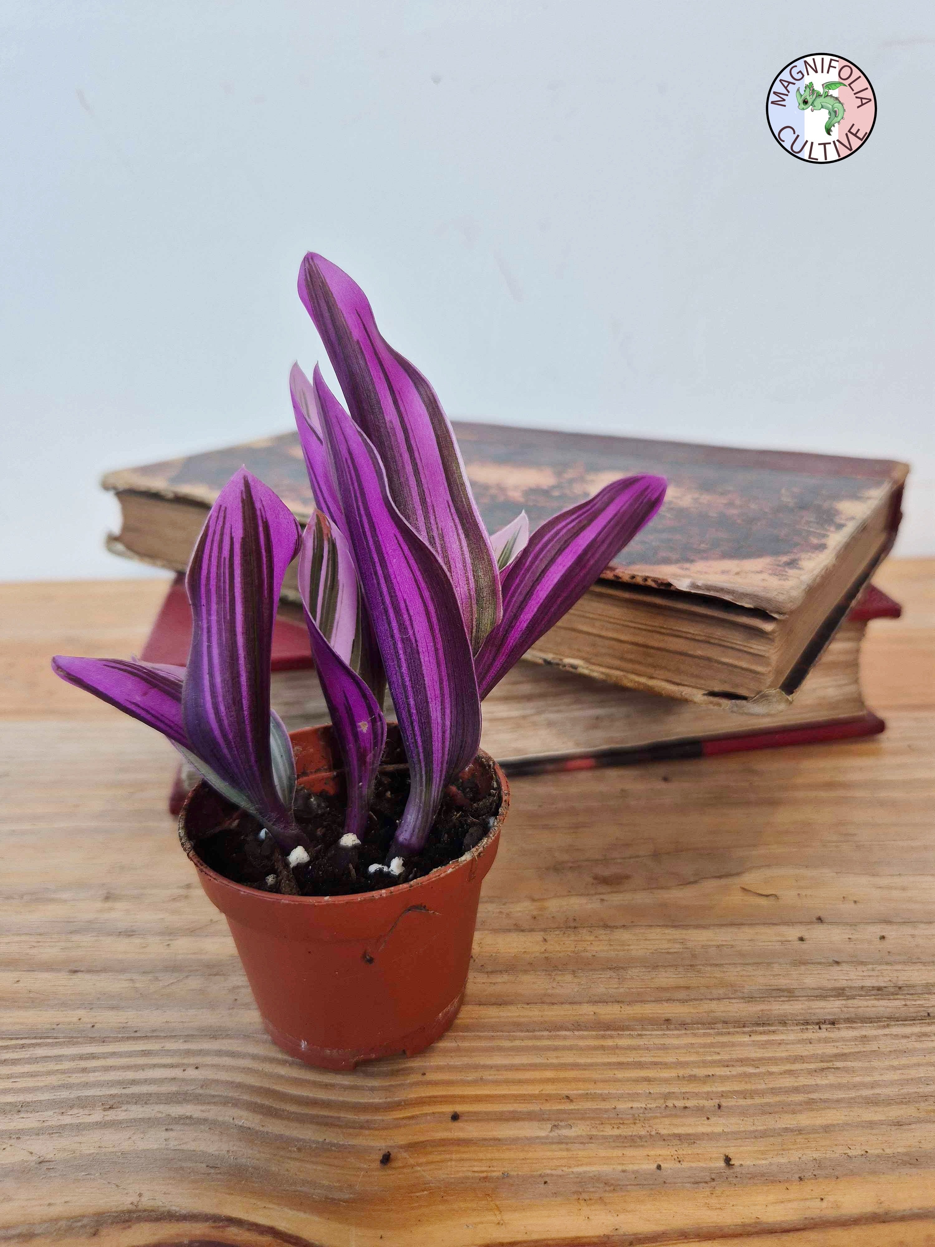 Tradescantia cerinthoides 'Nanouk'