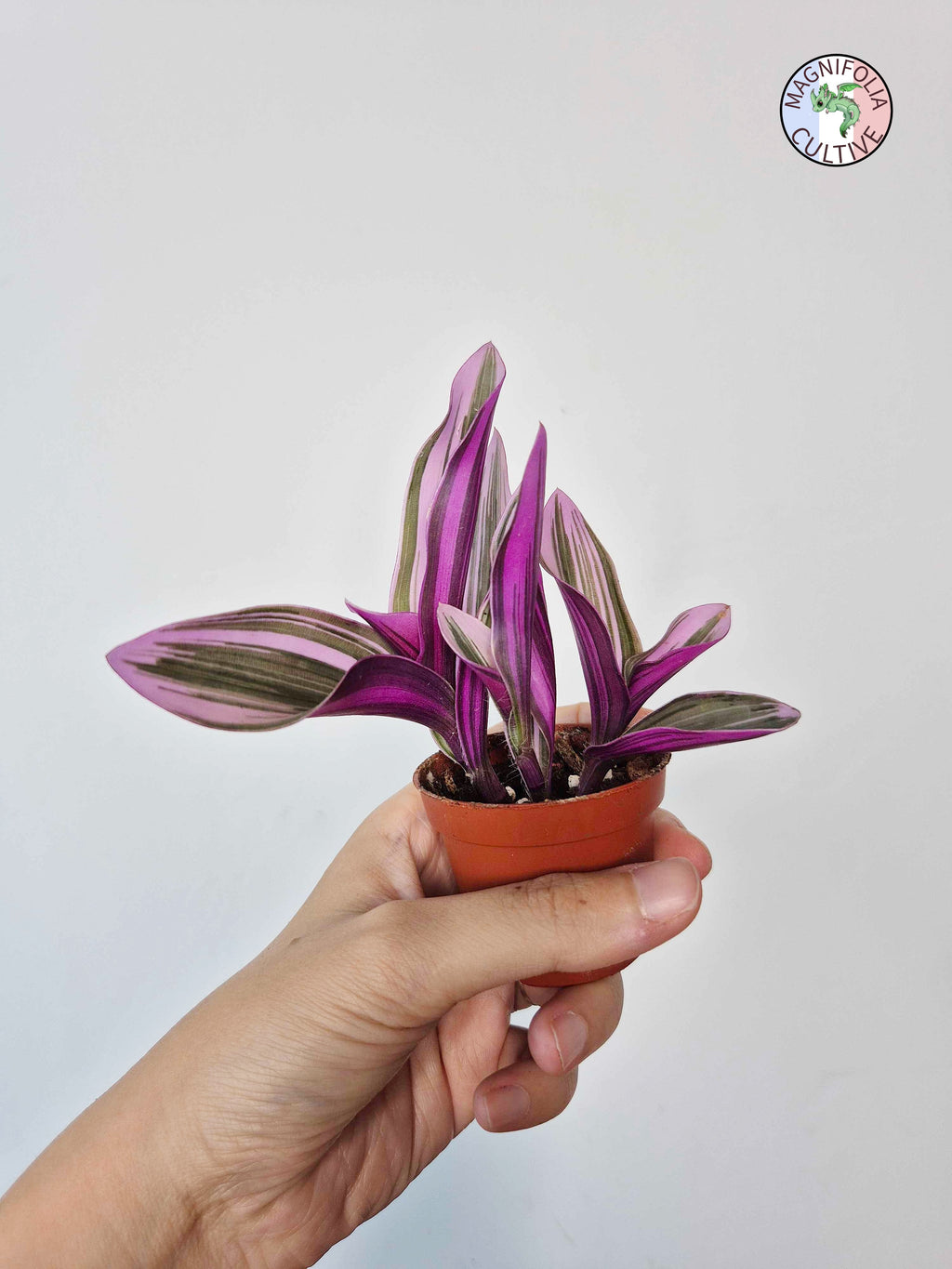 Tradescantia cerinthoides 'Nanouk'