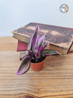 Tradescantia cerinthoides 'Nanouk'