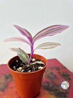 Tradescantia cerinthoides 'Pink Furry'
