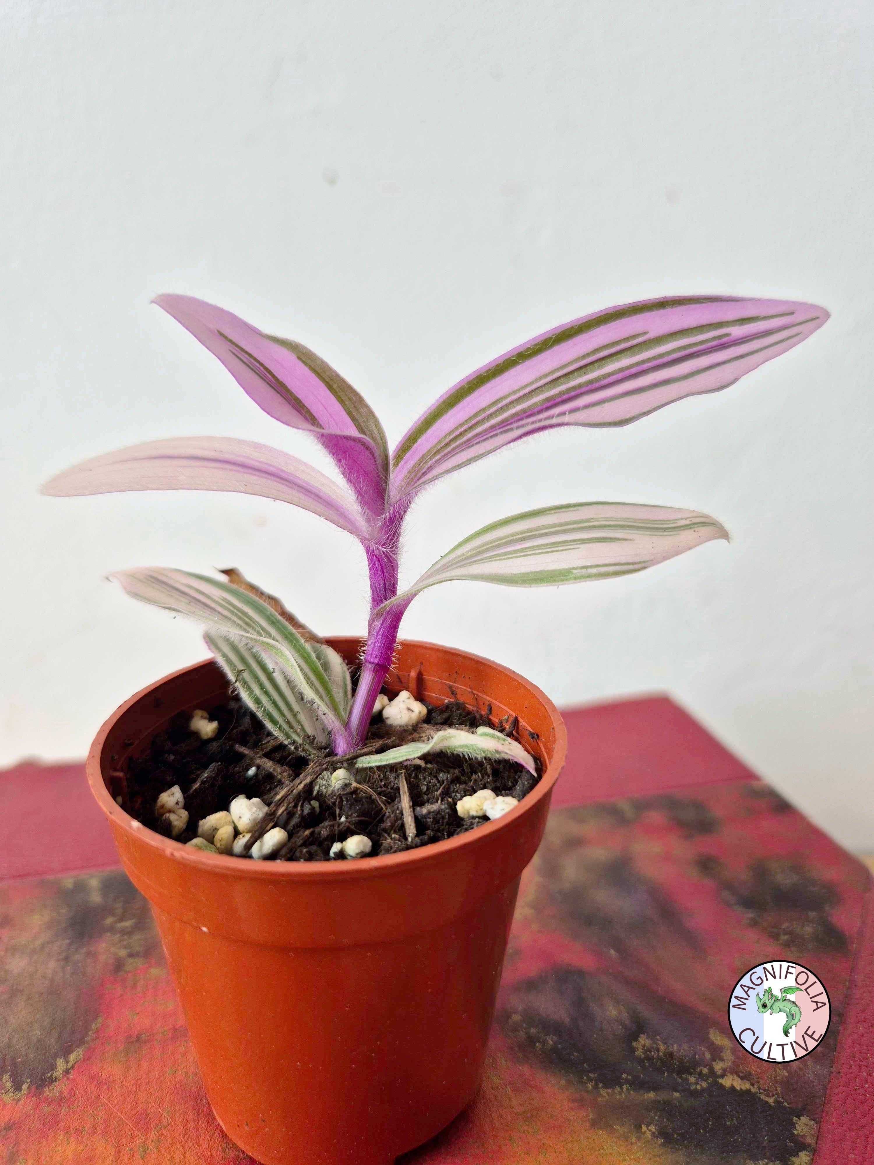 Tradescantia cerinthoides 'Pink Furry'