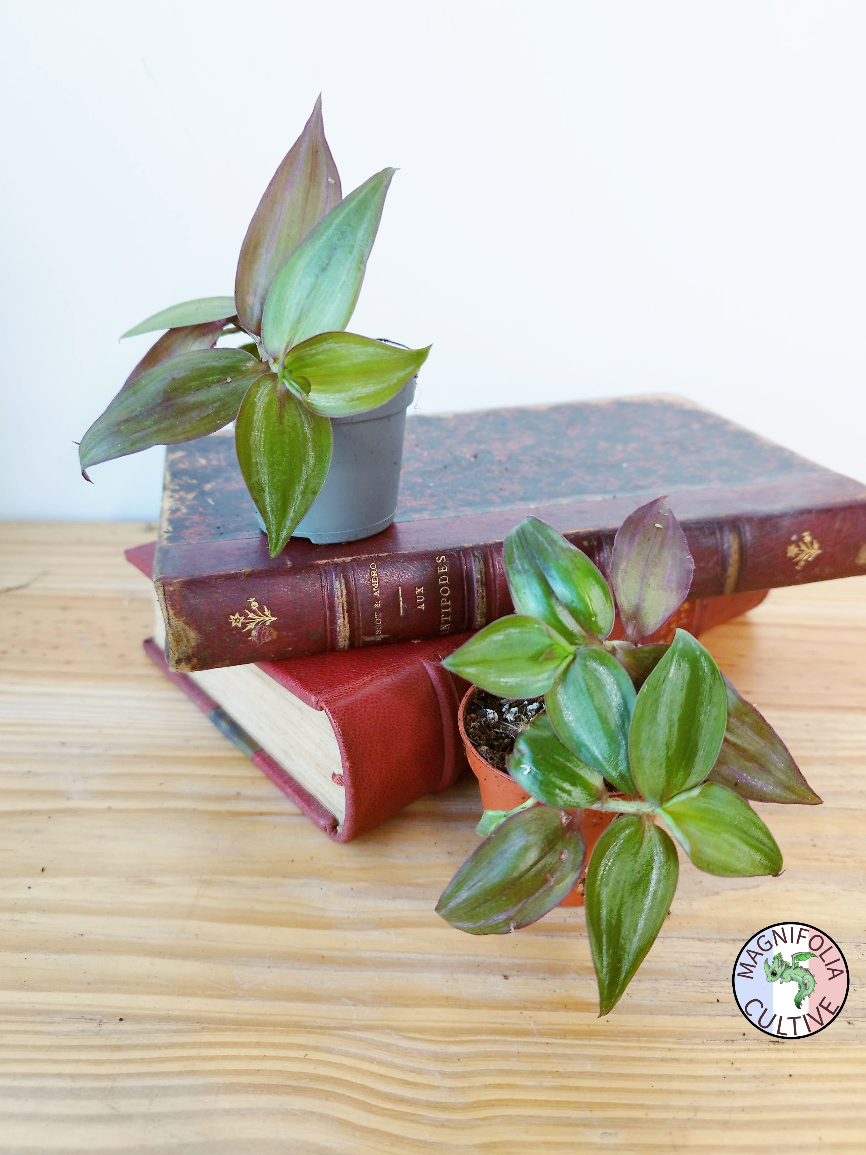 Tradescantia zebrina 'Flame Dance'