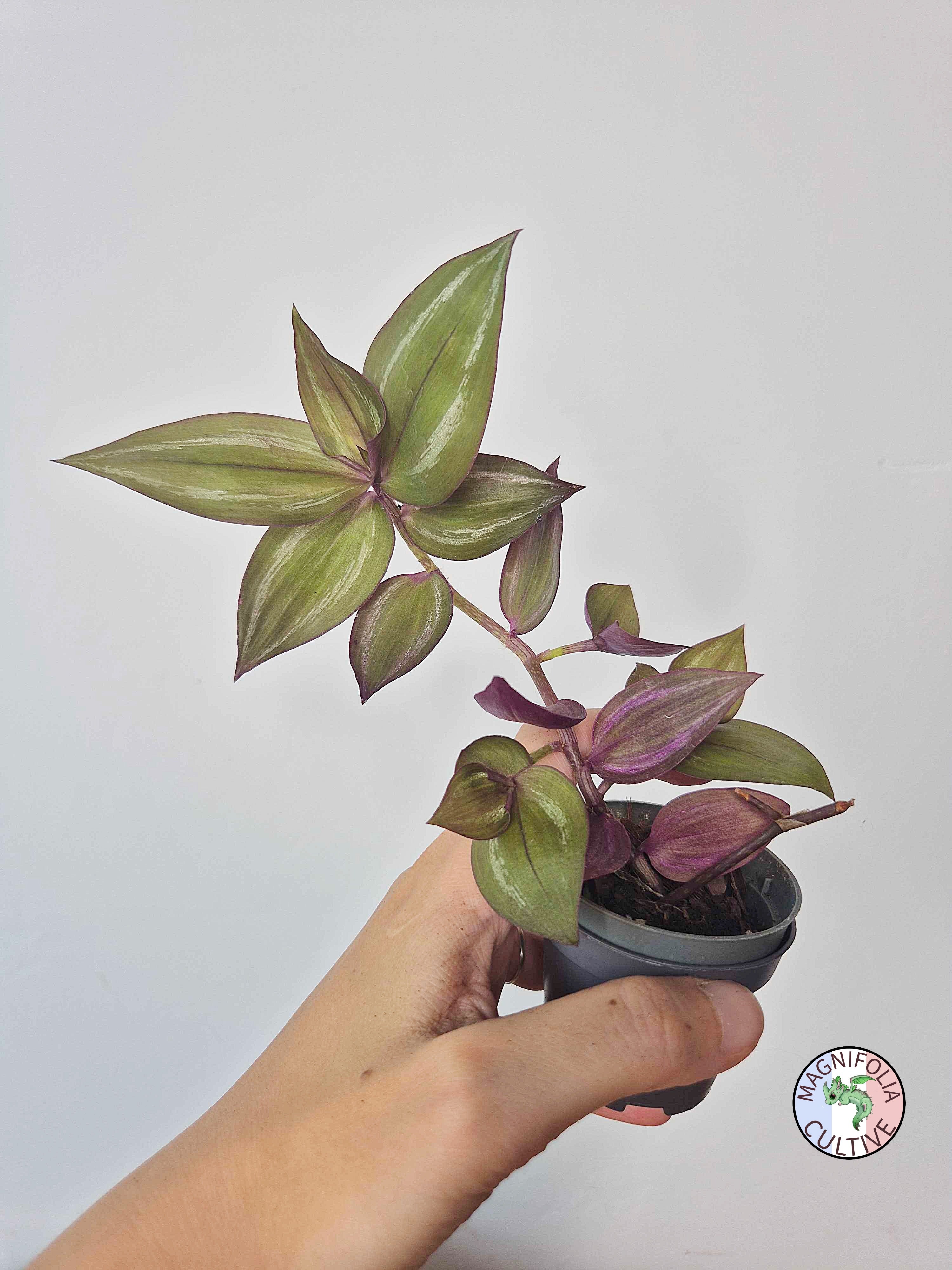 Tradescantia zebrina 'Flame Dance'
