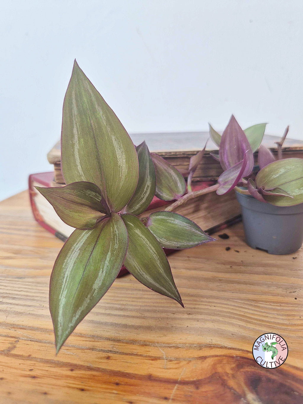 Tradescantia zebrina 'Flame Dance'