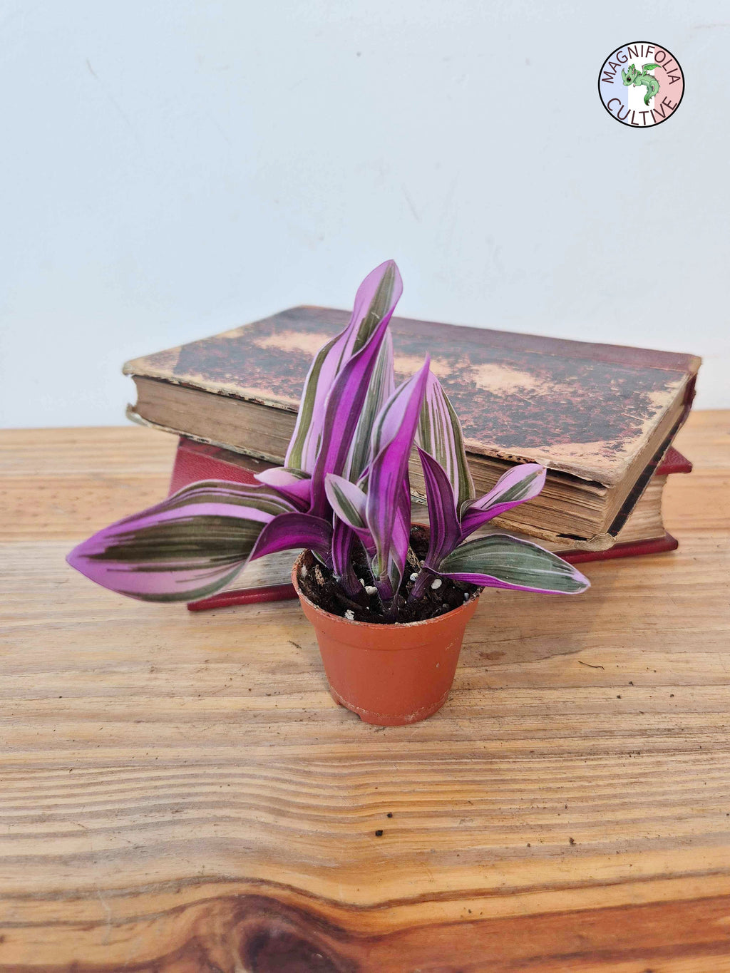 Tradescantia cerinthoides 'Nanouk'