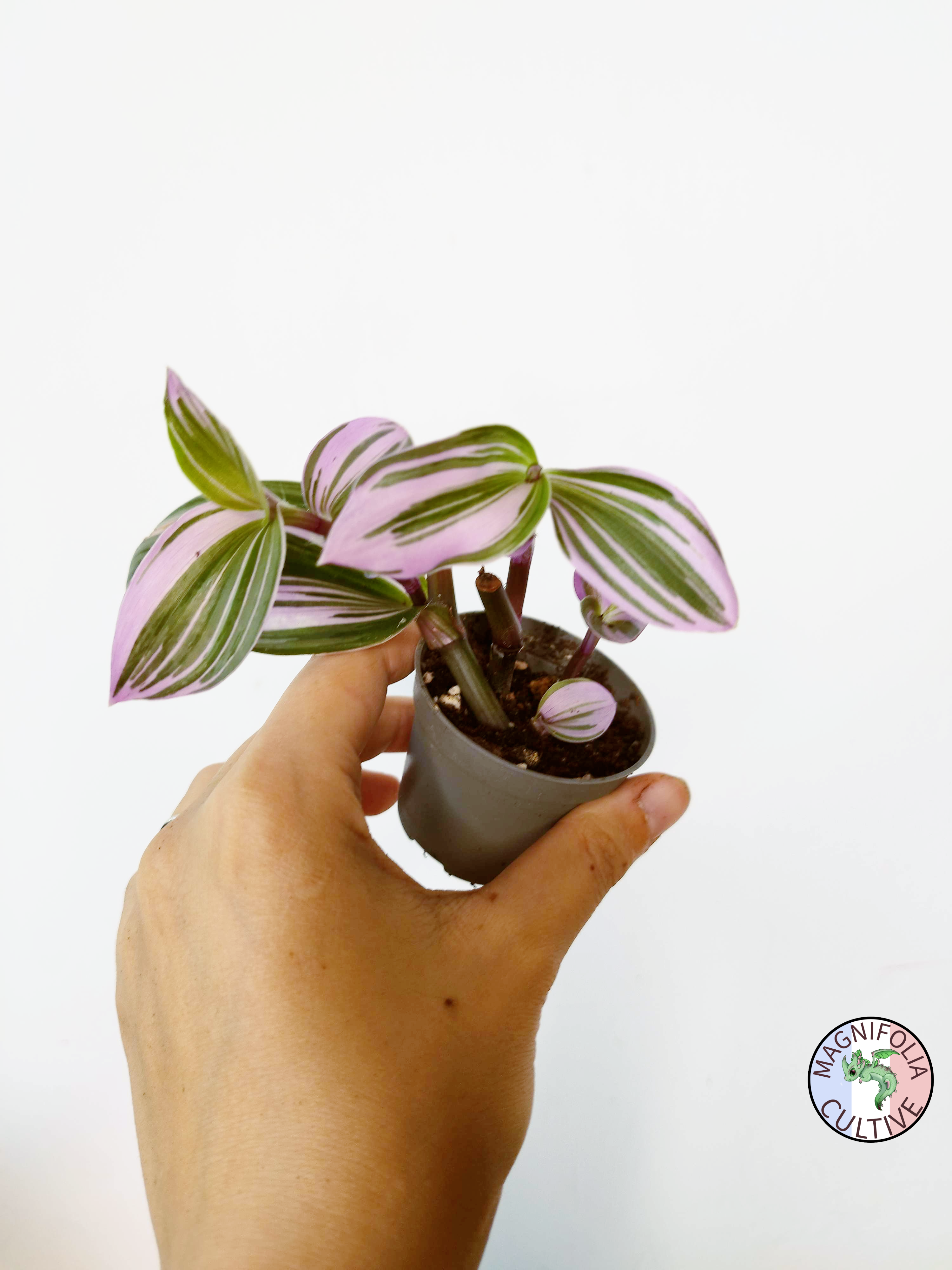 Tradescantia cerinthoides 'Nanouk'