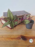Tradescantia zebrina 'Flame Dance'