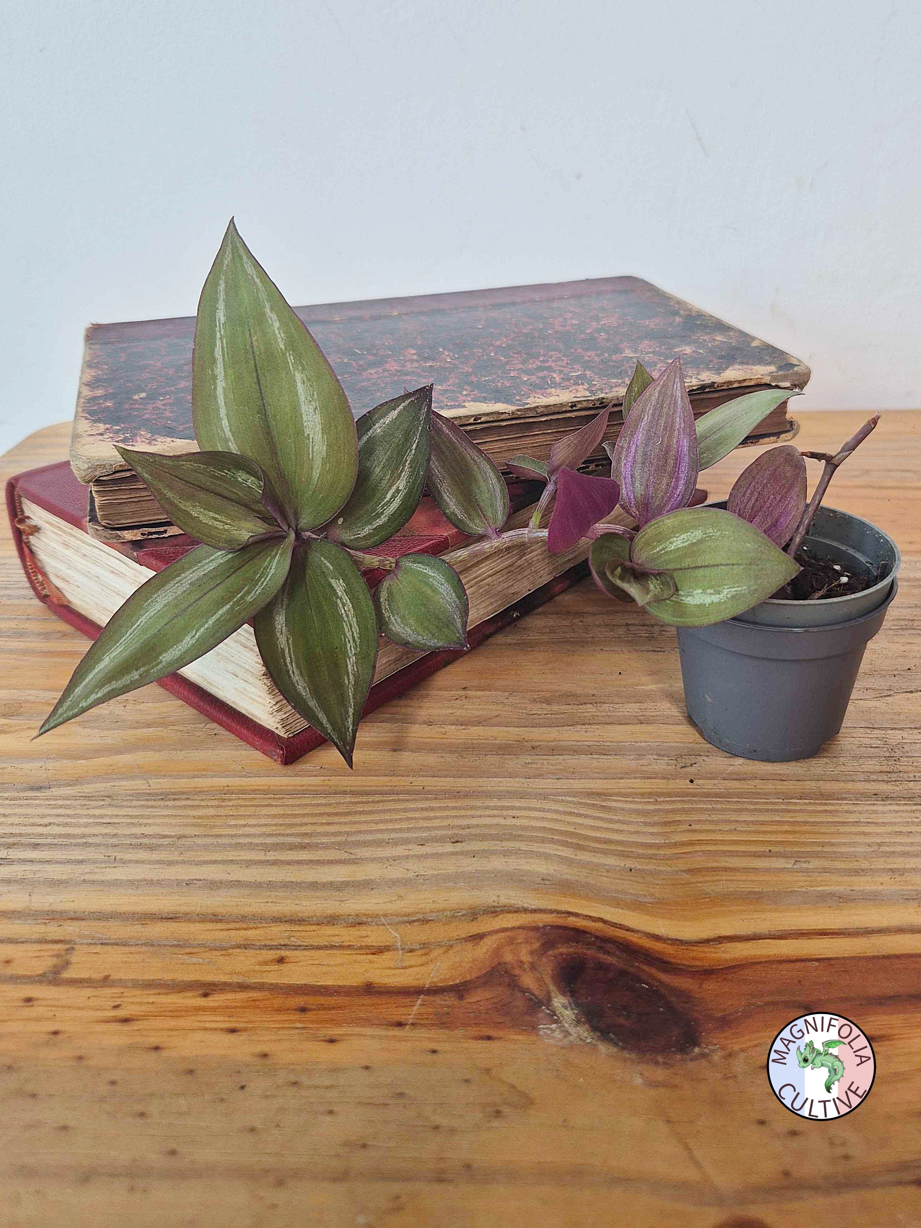 Tradescantia zebrina 'Flame Dance'